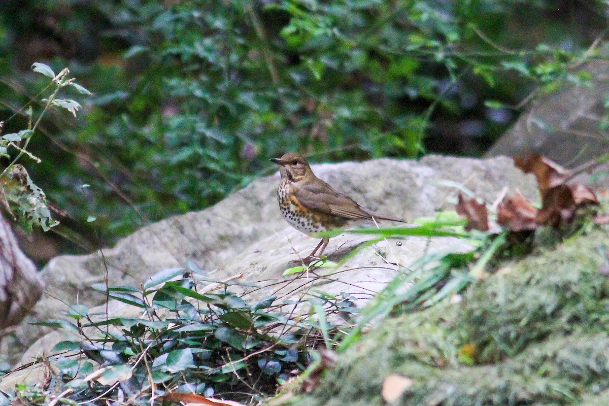 Japanese Thrush - ML610993081