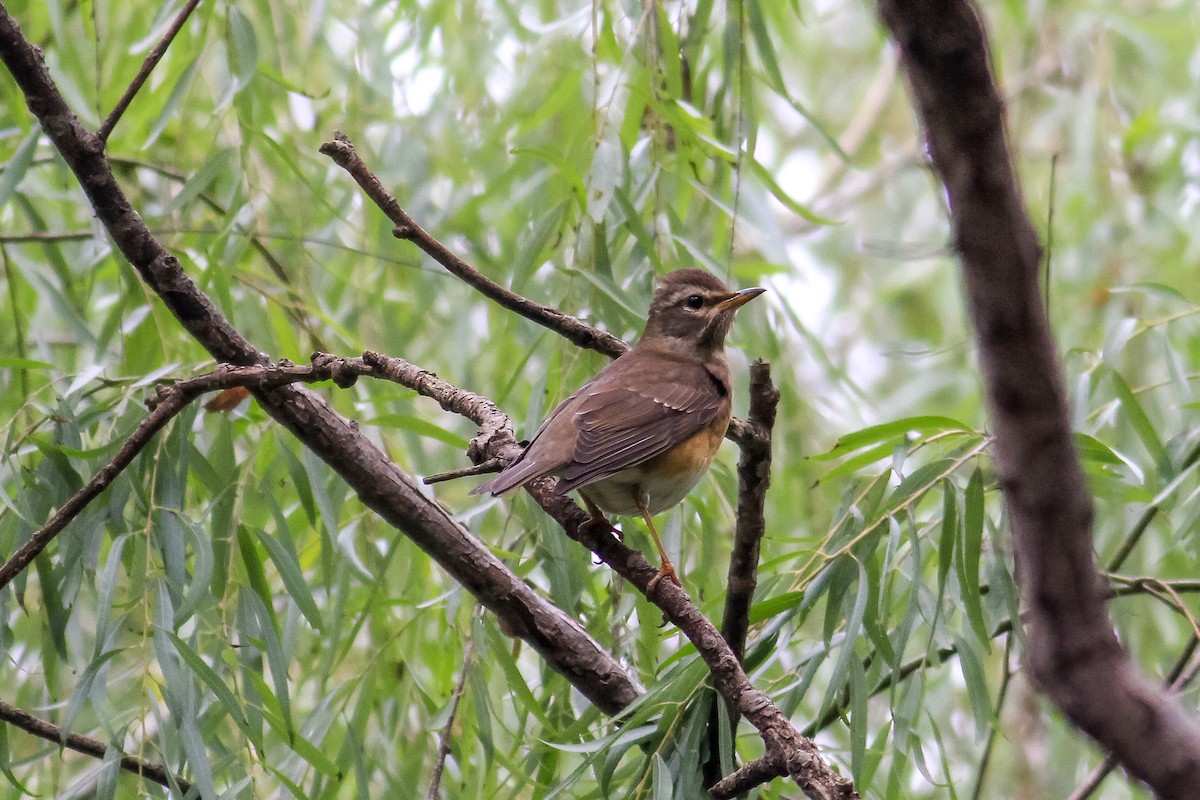 Eyebrowed Thrush - ML610993084