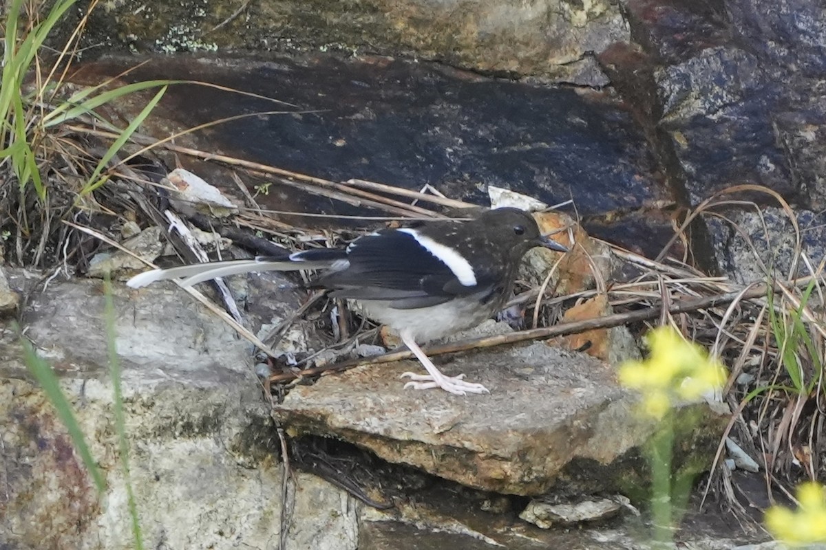 Spotted Forktail - ML610993101