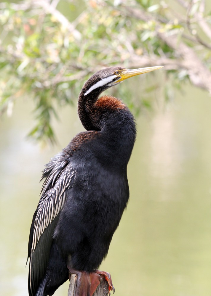 Austral-Schlangenhalsvogel - ML610993201