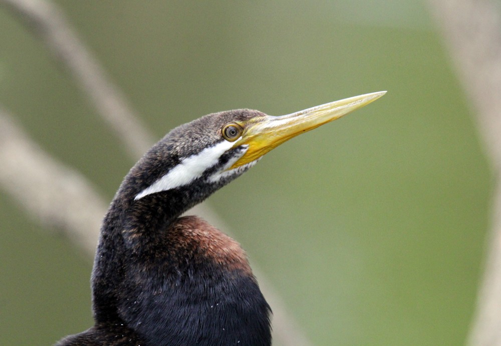 Austral-Schlangenhalsvogel - ML610993202