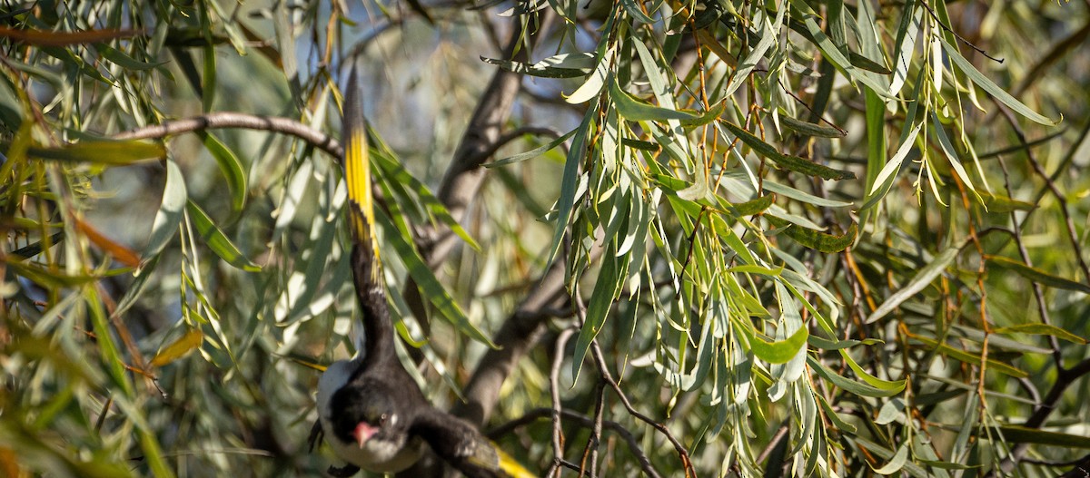 Painted Honeyeater - ML610993233