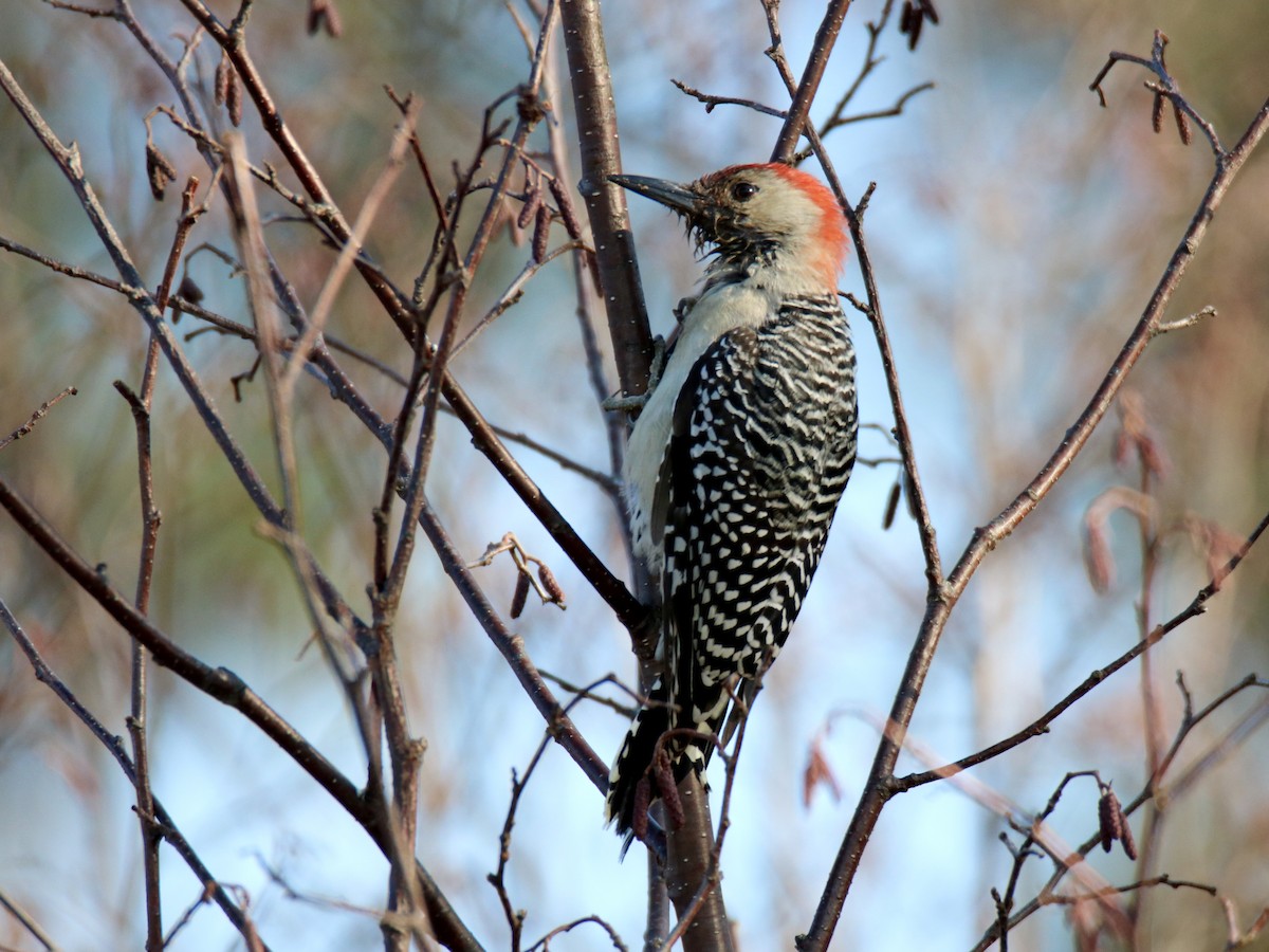 Red-bellied Woodpecker - ML610993282