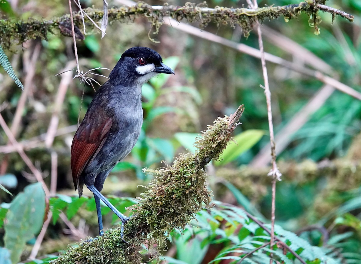 Jocotoco Antpitta - Chris Bell