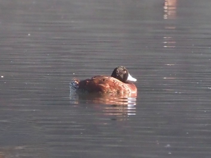 Blue-billed Duck - ML610993345