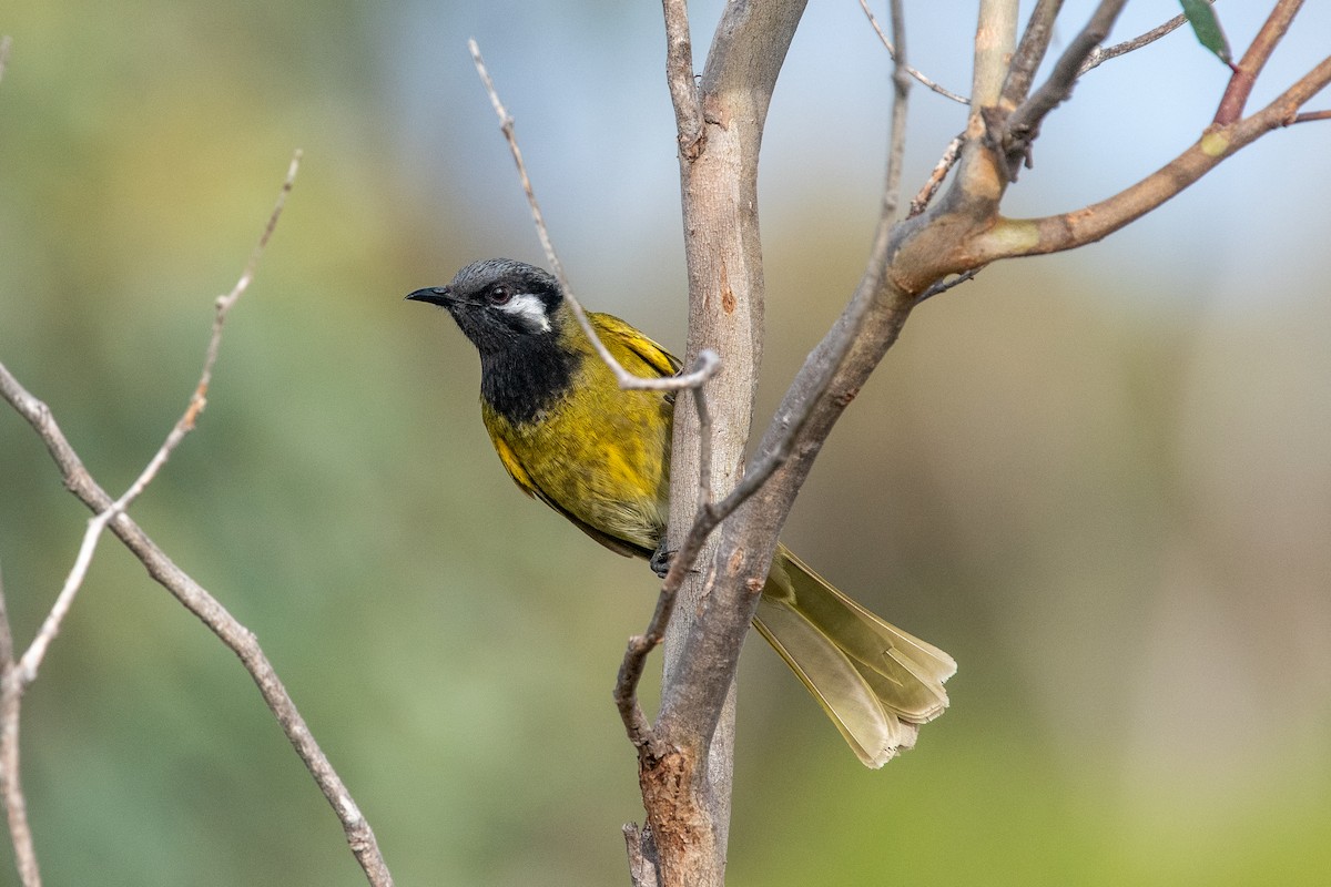 White-eared Honeyeater - ML610993365