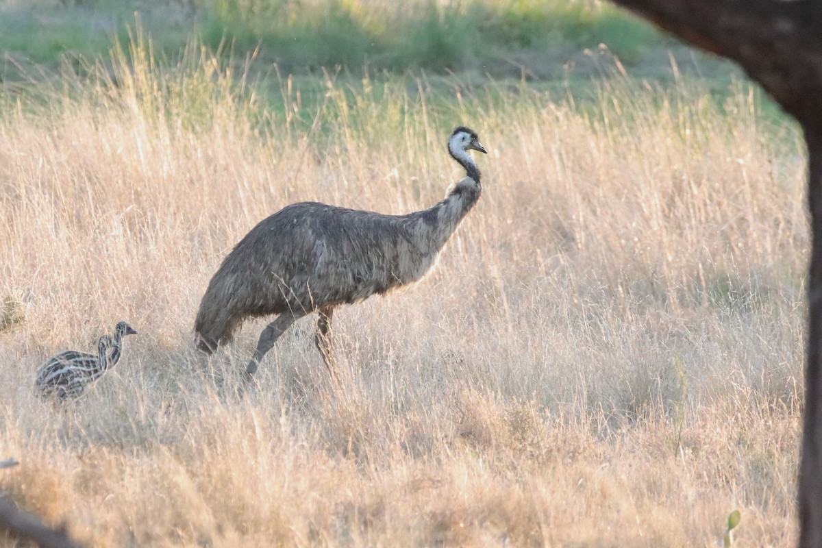 Emu - Rolo Rodsey