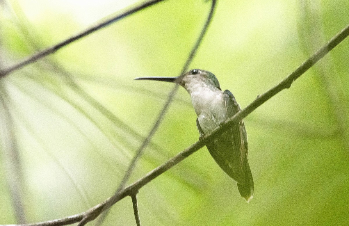 Long-tailed Woodnymph - Eduardo Vieira 17