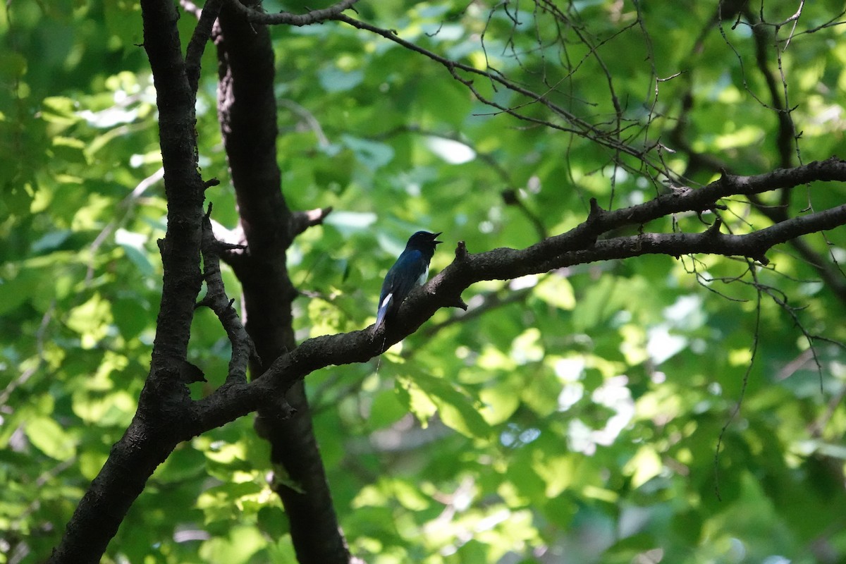 Blue-and-white Flycatcher - ML610993616