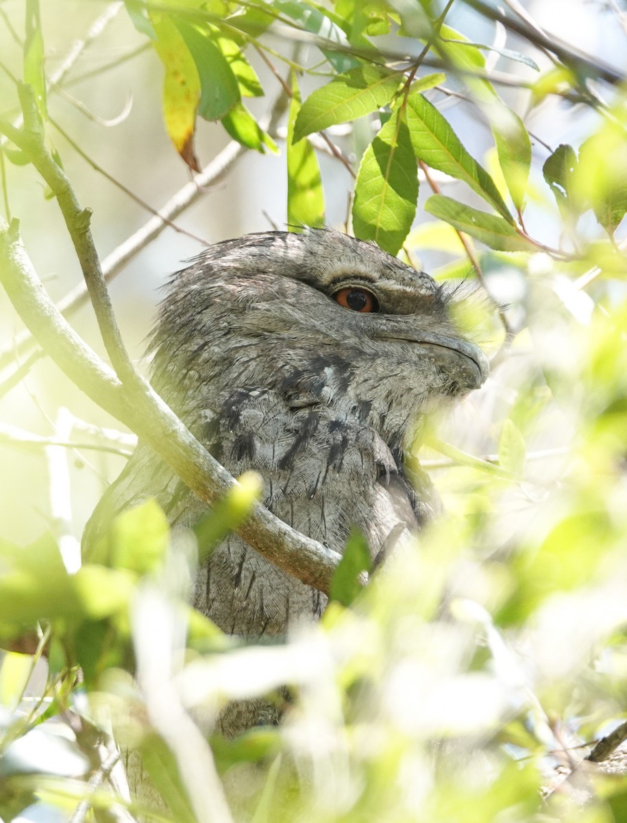 Tawny Frogmouth - ML610993722