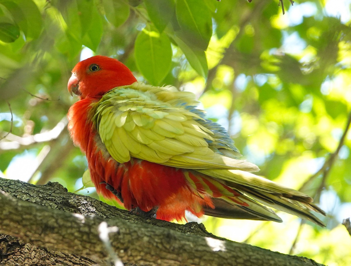 Australian King-Parrot - ML610993751