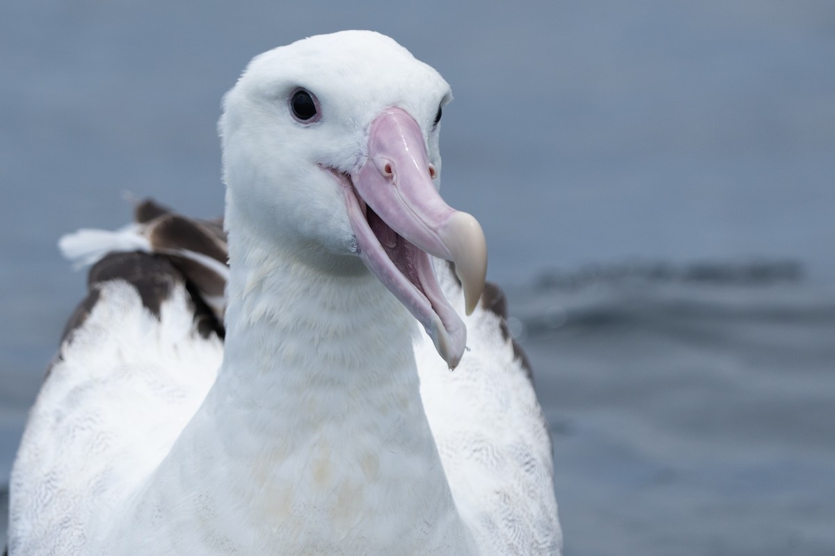 albatros stěhovavý - ML610993827