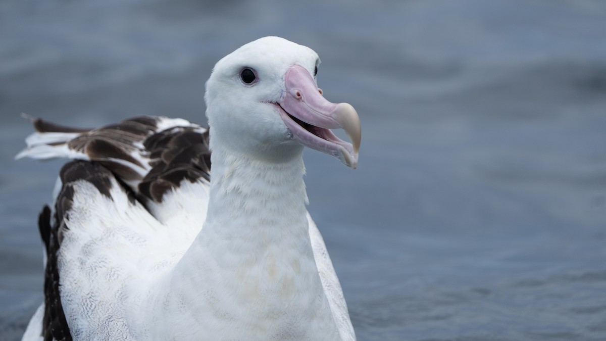albatros stěhovavý - ML610993828