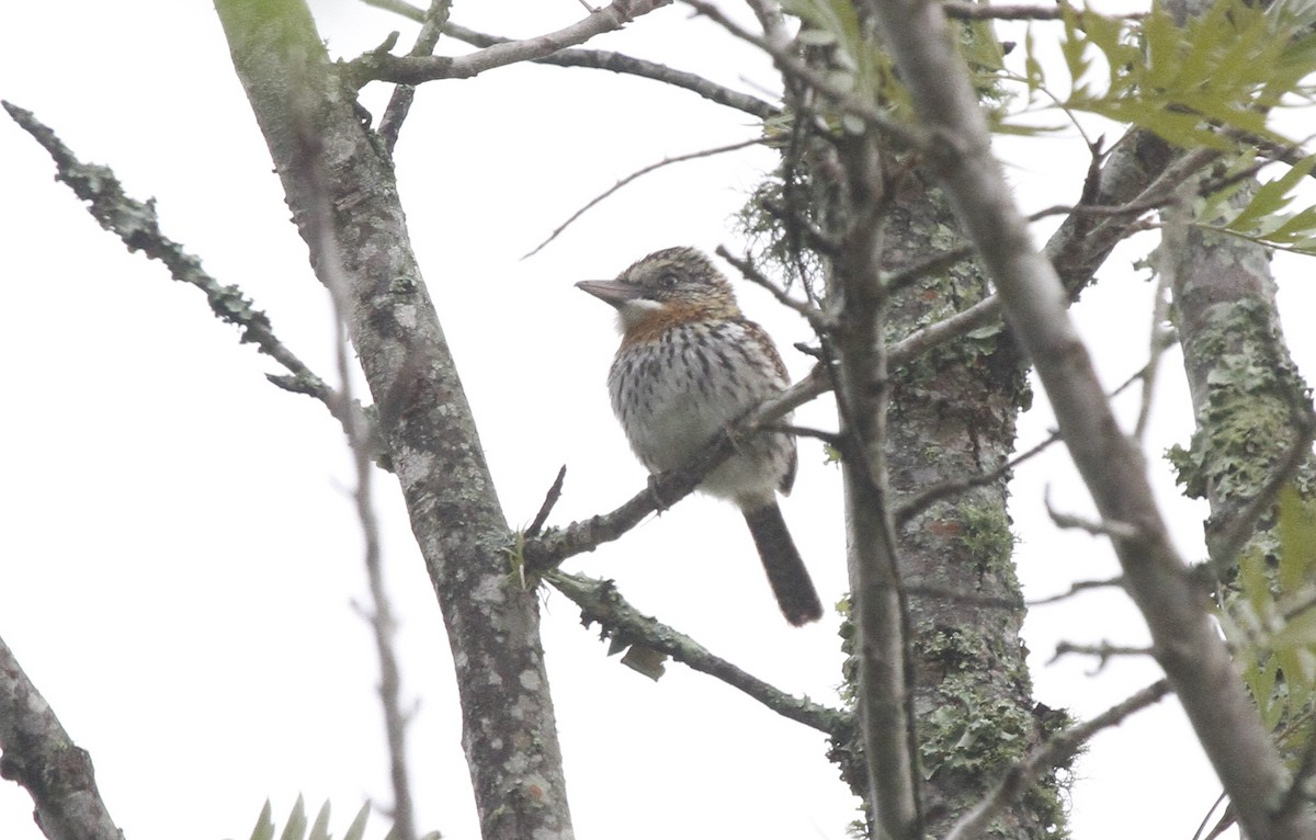 Spot-backed Puffbird - ML610993858