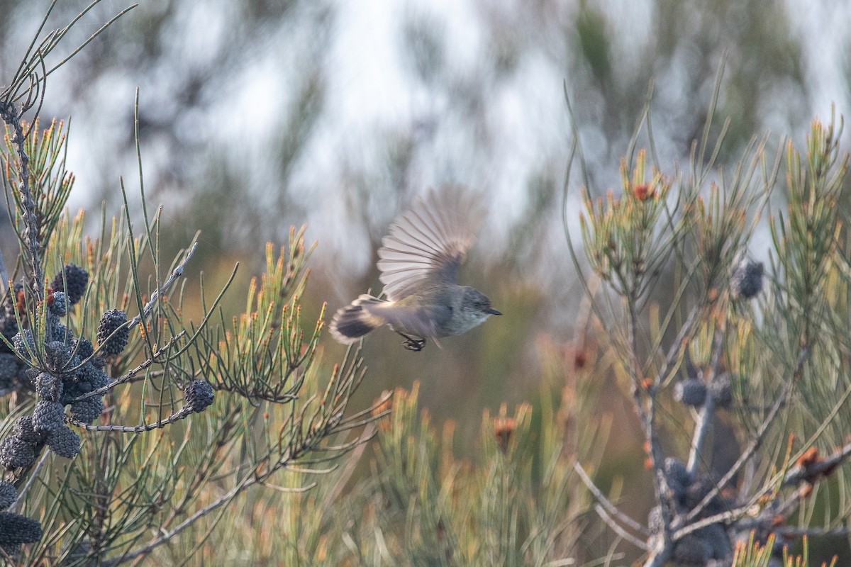 Slender-billed Thornbill - ML610993860