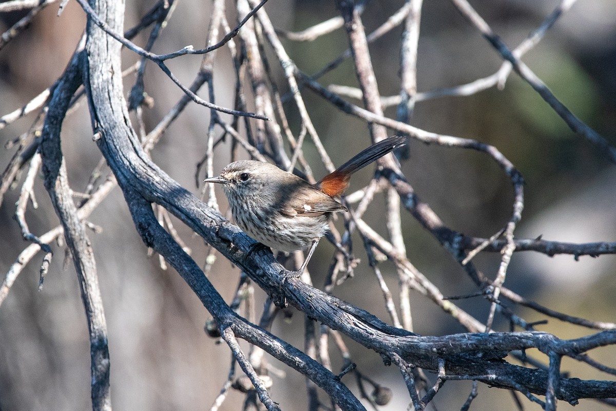 Shy Heathwren - ML610993866