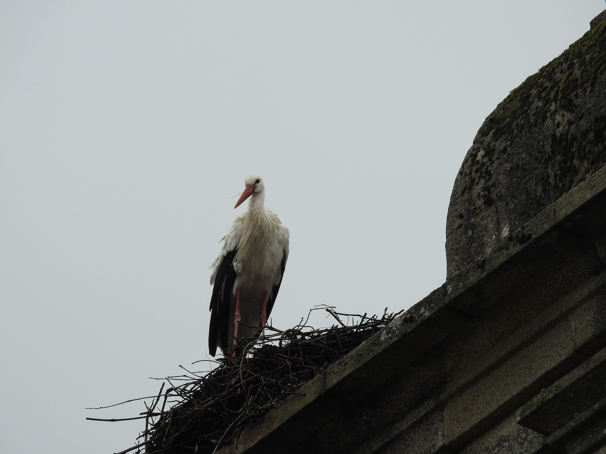 White Stork - Cristina Varela