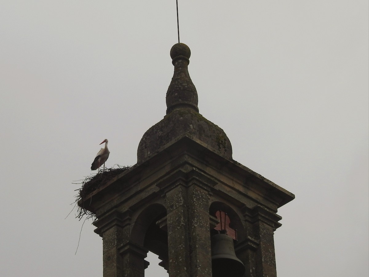 White Stork - ML610993939