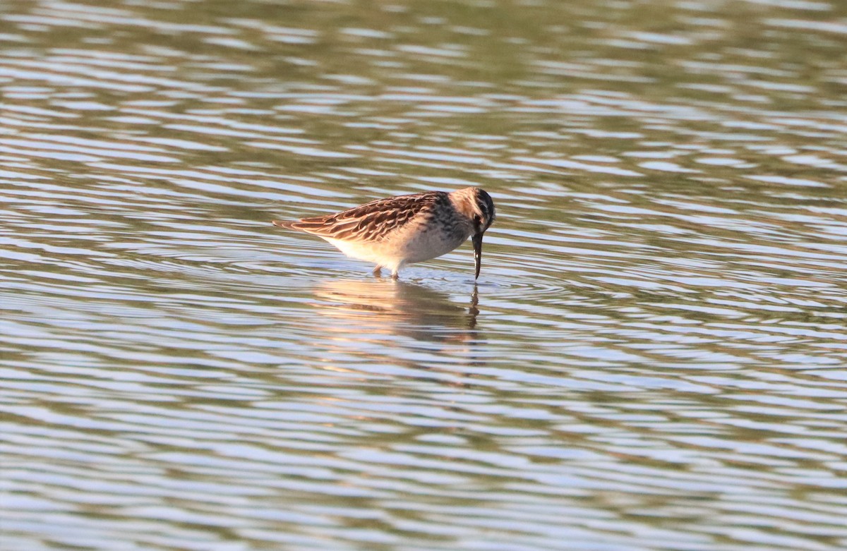 Broad-billed Sandpiper - Petr Procházka