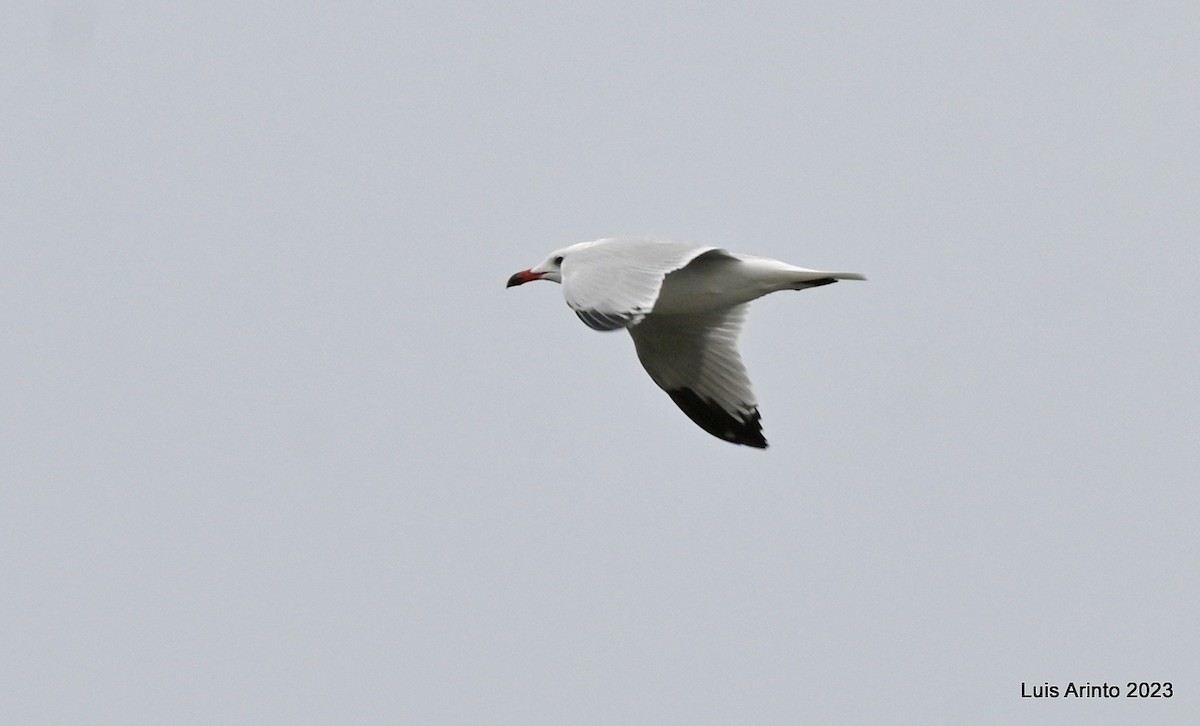 Gaviota de Audouin - ML610994138