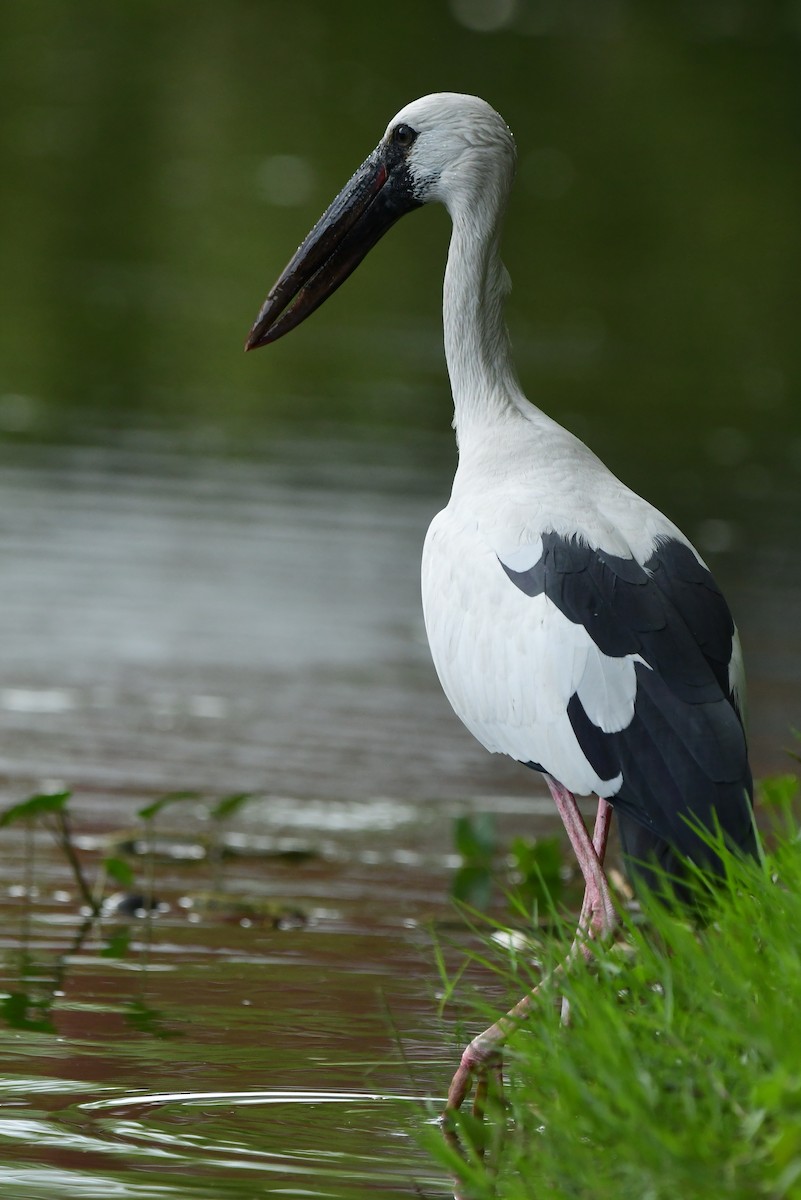 Asian Openbill - Miguel Arribas Tiemblo