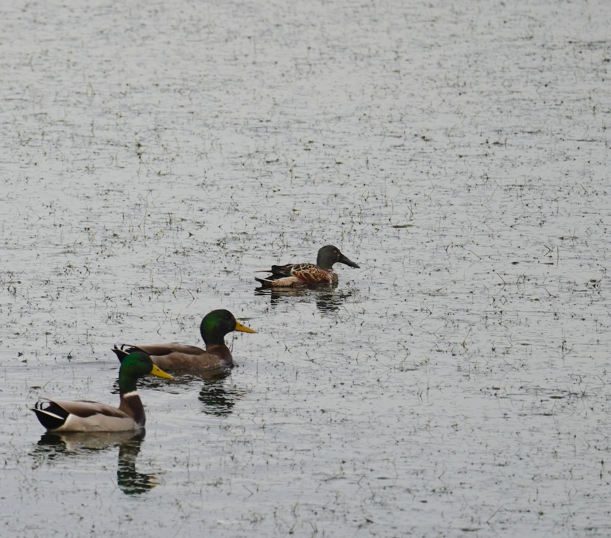 Northern Shoveler - ML610994183