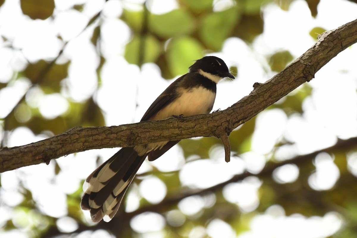 Malaysian Pied-Fantail - Miguel Arribas Tiemblo