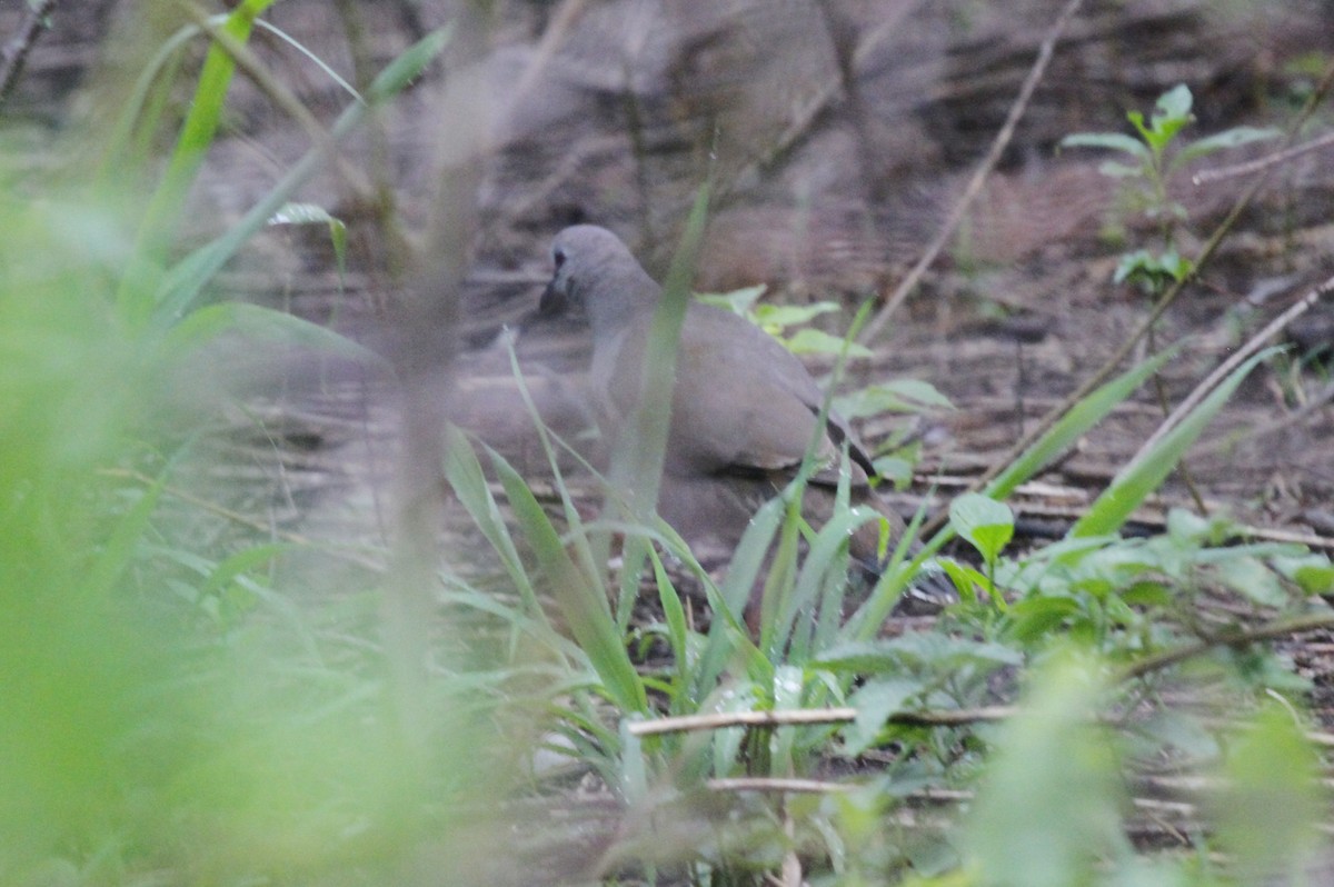 Large-tailed Dove - ML610994248