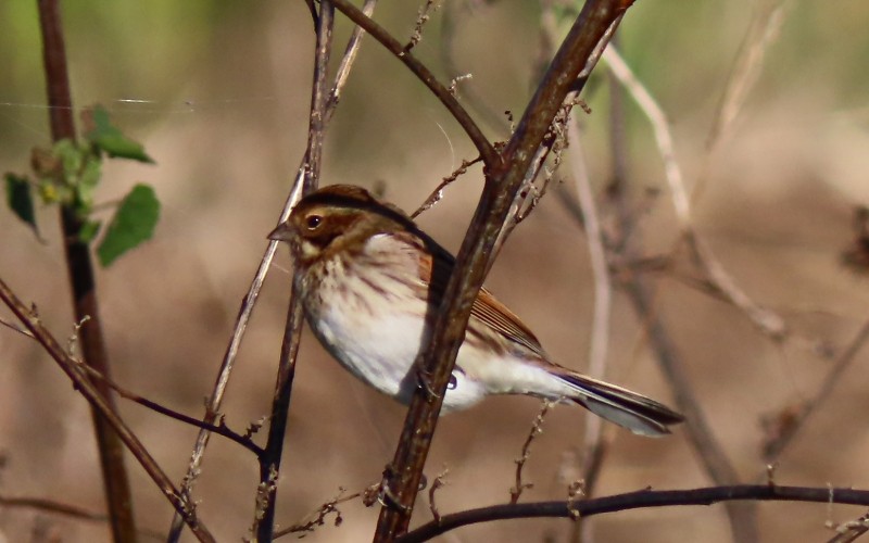 Reed Bunting - ML610994396