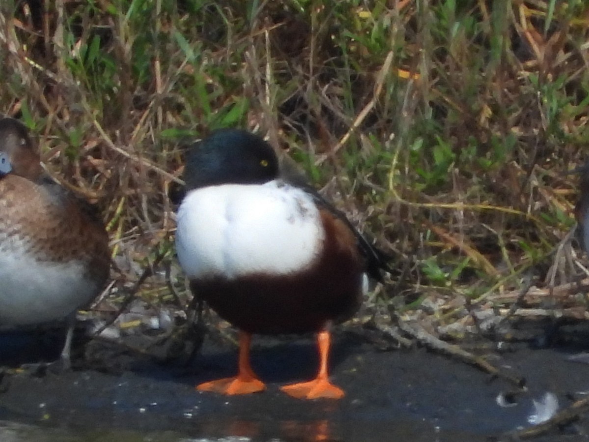 Northern Shoveler - ML610994686