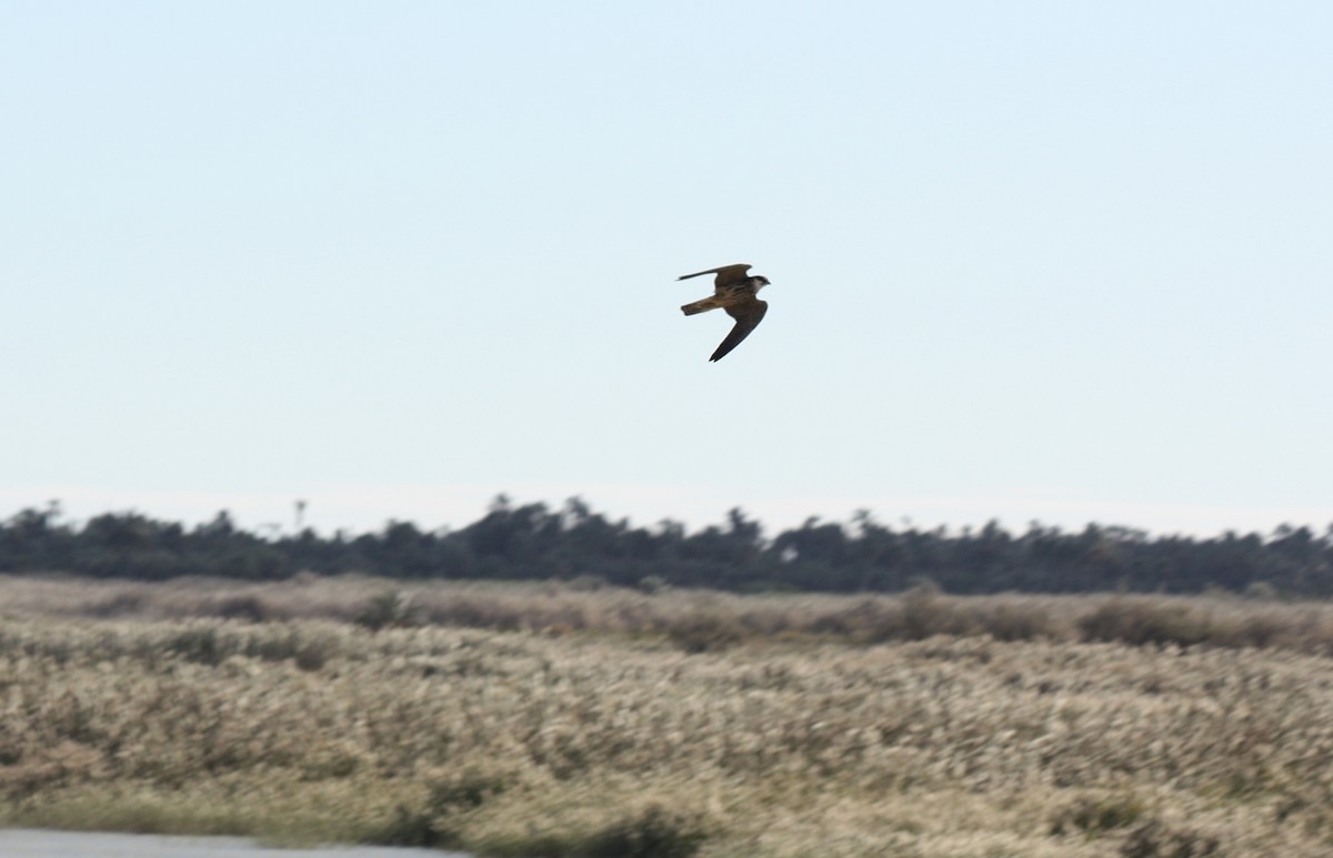 Eurasian Hobby - Mark Simmonds