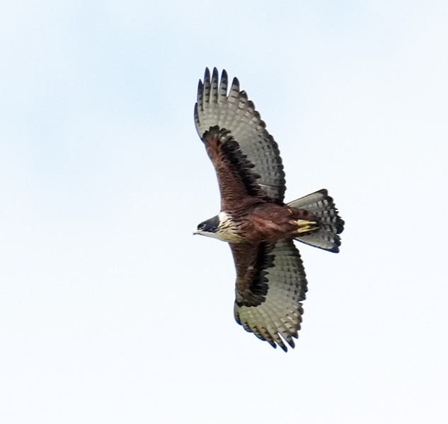 Rufous-bellied Eagle - ML610994878
