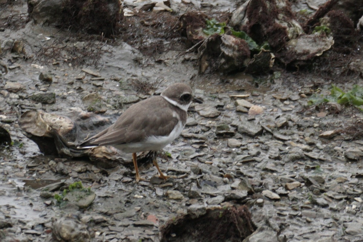 Common Ringed Plover - ML610994883