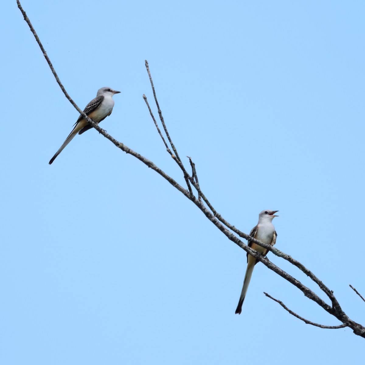 Scissor-tailed Flycatcher - ML610994925