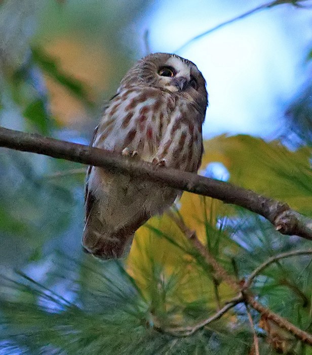 Northern Saw-whet Owl - Wilson Hum