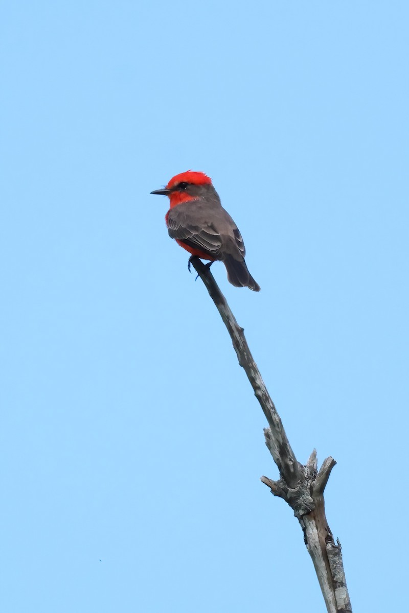 Vermilion Flycatcher - ML610994994