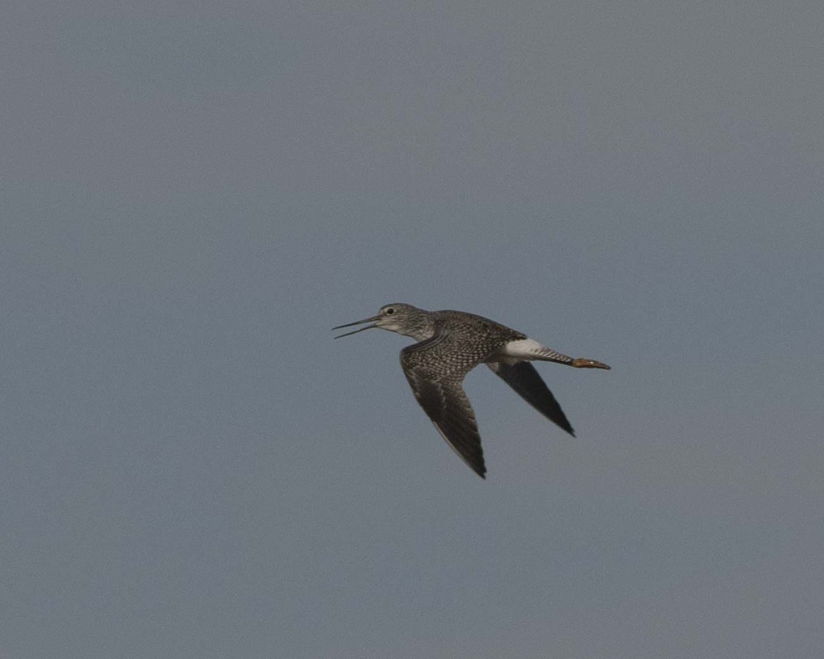 Greater Yellowlegs - ML610995004