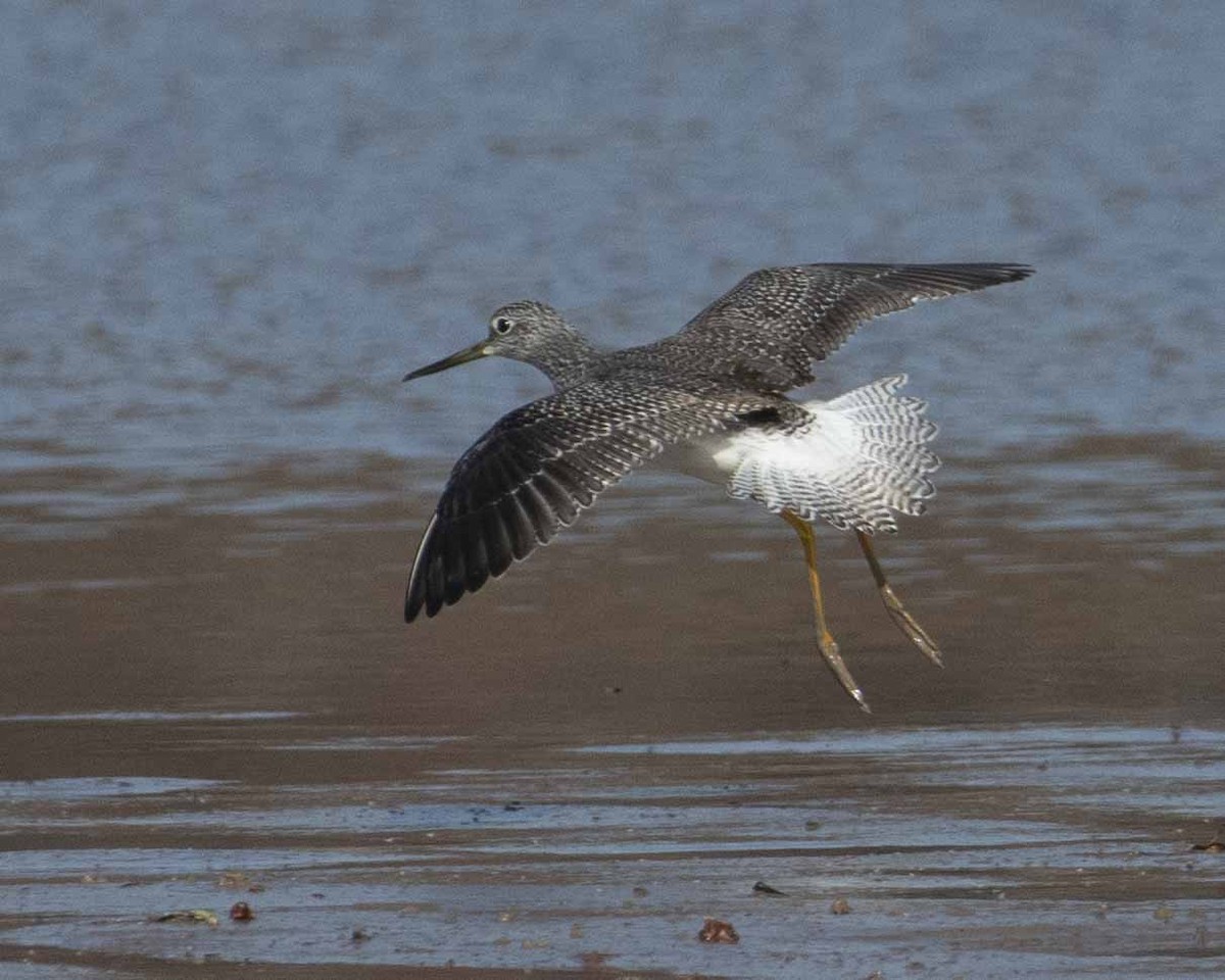 Greater Yellowlegs - ML610995005