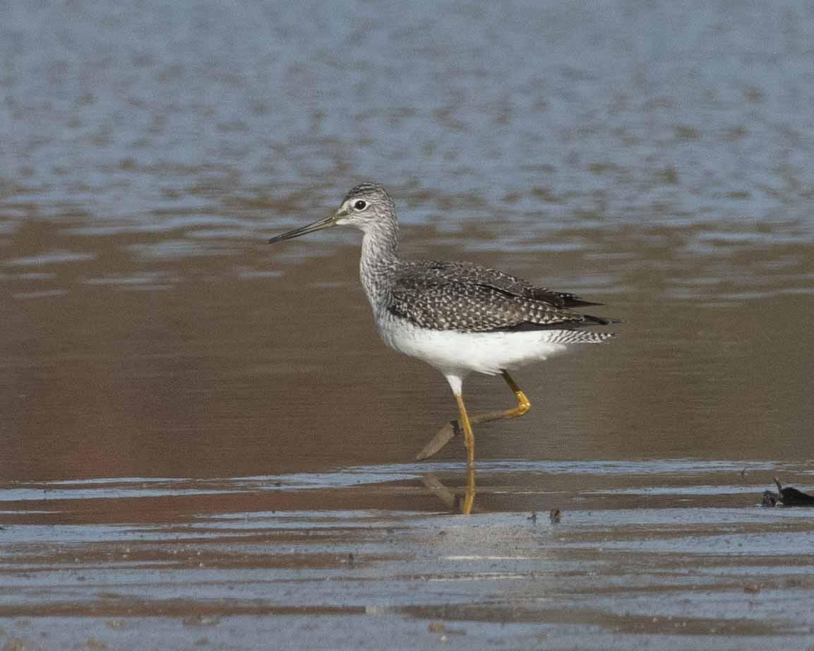 Greater Yellowlegs - ML610995006