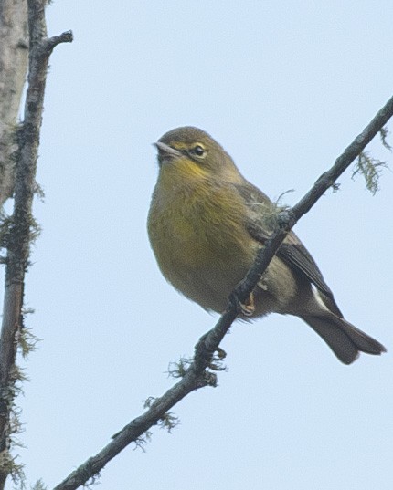 Pine Warbler - ML610995008