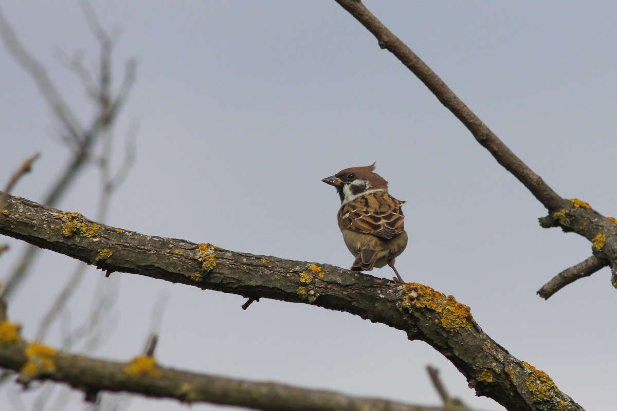 Eurasian Tree Sparrow - Thomas Galewski