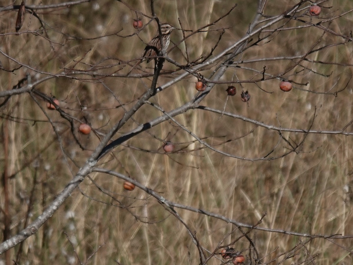 Song Sparrow - ML610995082