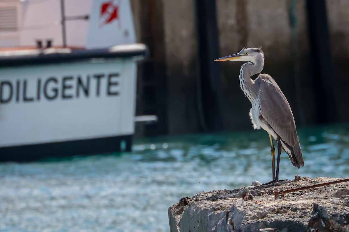 Gray Heron - ML610995156