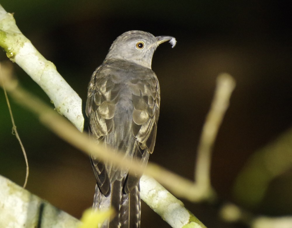 Brush Cuckoo (Australasian) - ML610995185