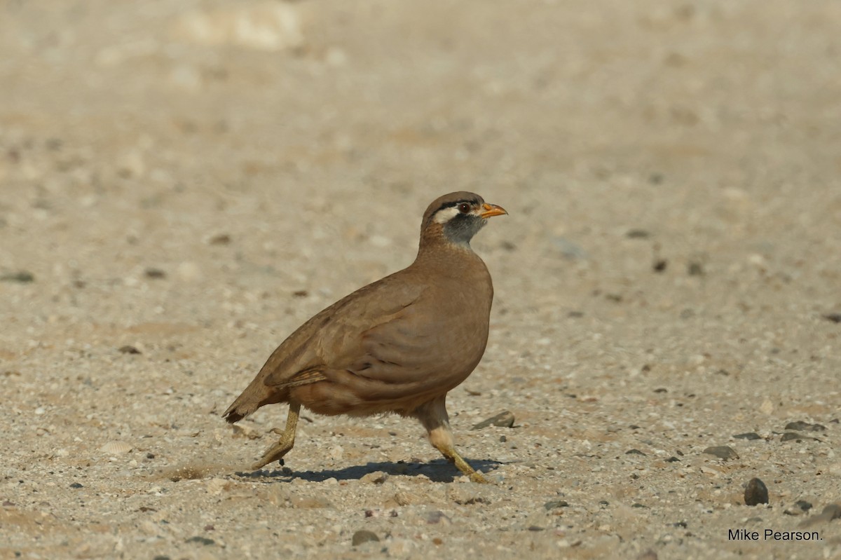 Sand Partridge - ML610995281