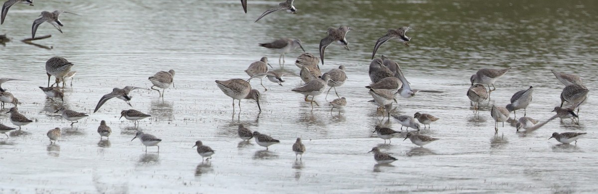 Long-billed Dowitcher - ML610995388