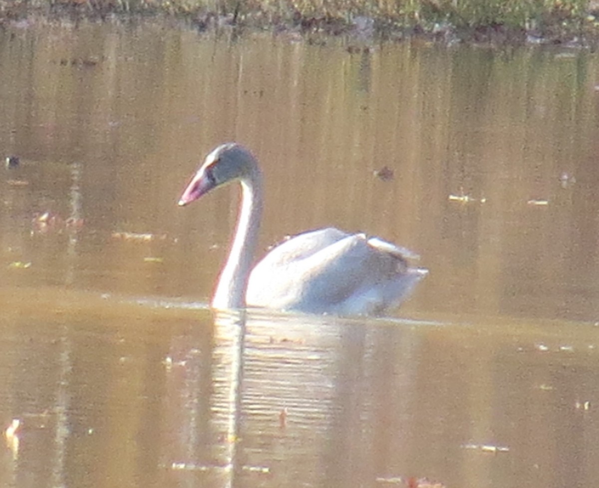 Tundra Swan - ML610995412
