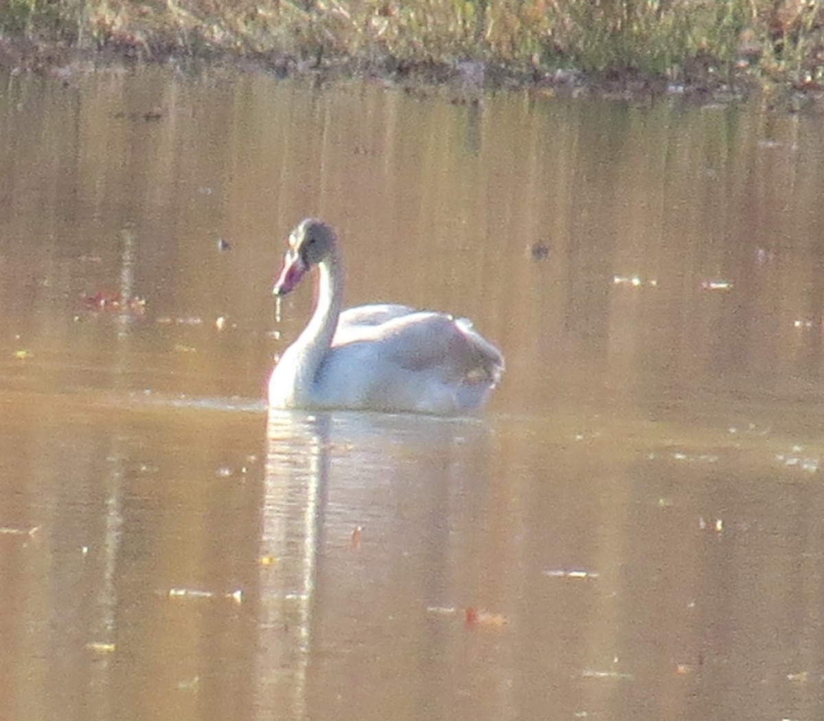 Tundra Swan - ML610995413