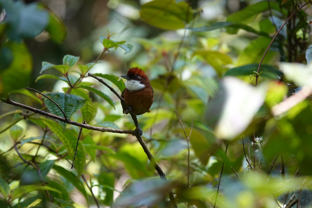 White-throated Oxylabes - Steven Bond