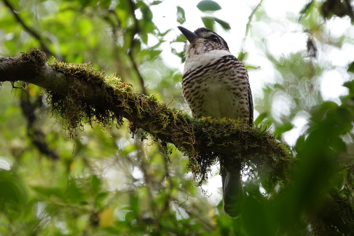 Short-legged Ground-Roller - ML610995474